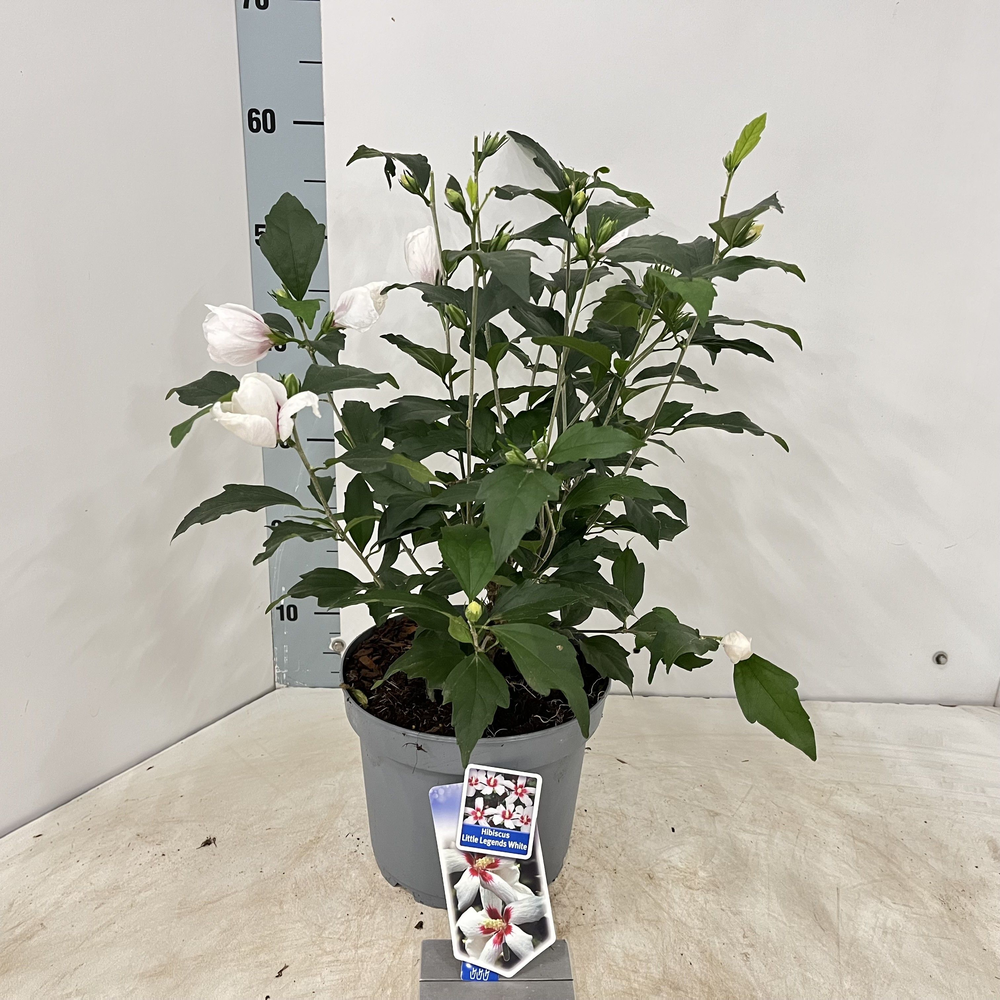 Hibiscus syriacus Little Legends White ('Woojeon'P.