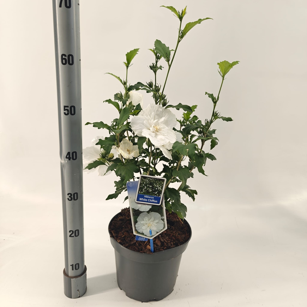 Hibiscus syriacus White Chiffon ('Notwoodtwo'PBR).