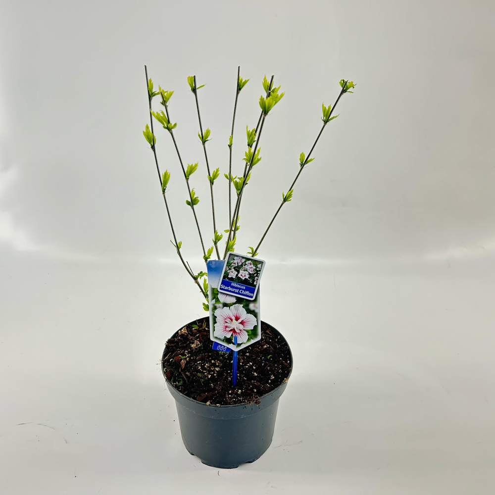 Hibiscus syriacus Starburst Chiffon ('Rwoods6'PBR).