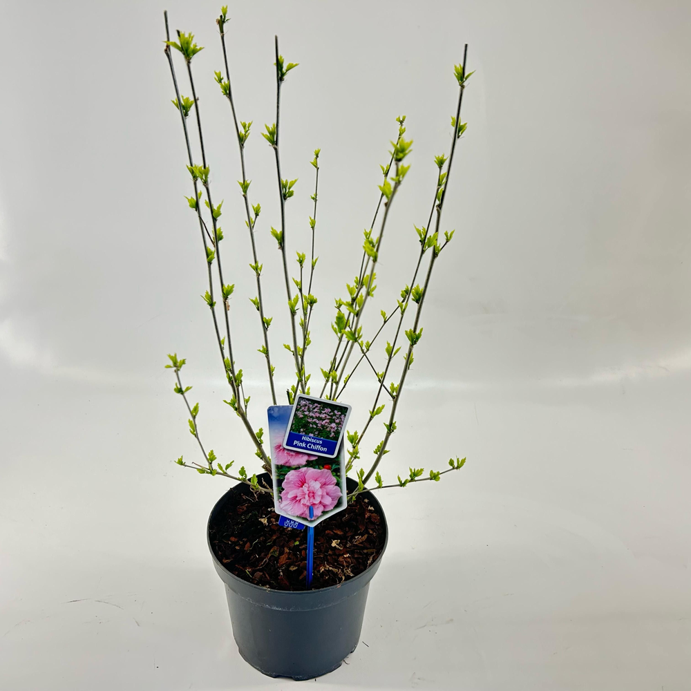 Hibiscus syriacus Pink Chiffon ('Jwnwood4'PBR).