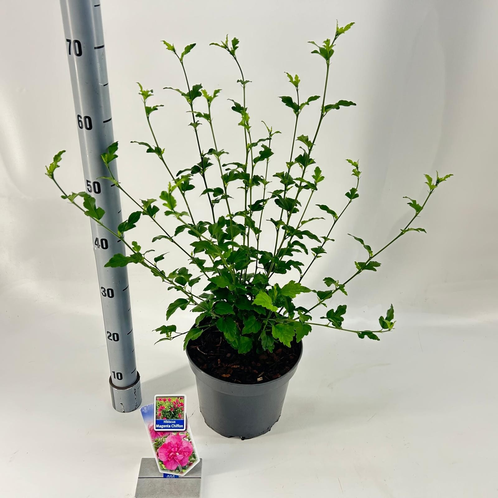 Hibiscus syriacus Magenta Chiffon ('Rwoods5'PBR).