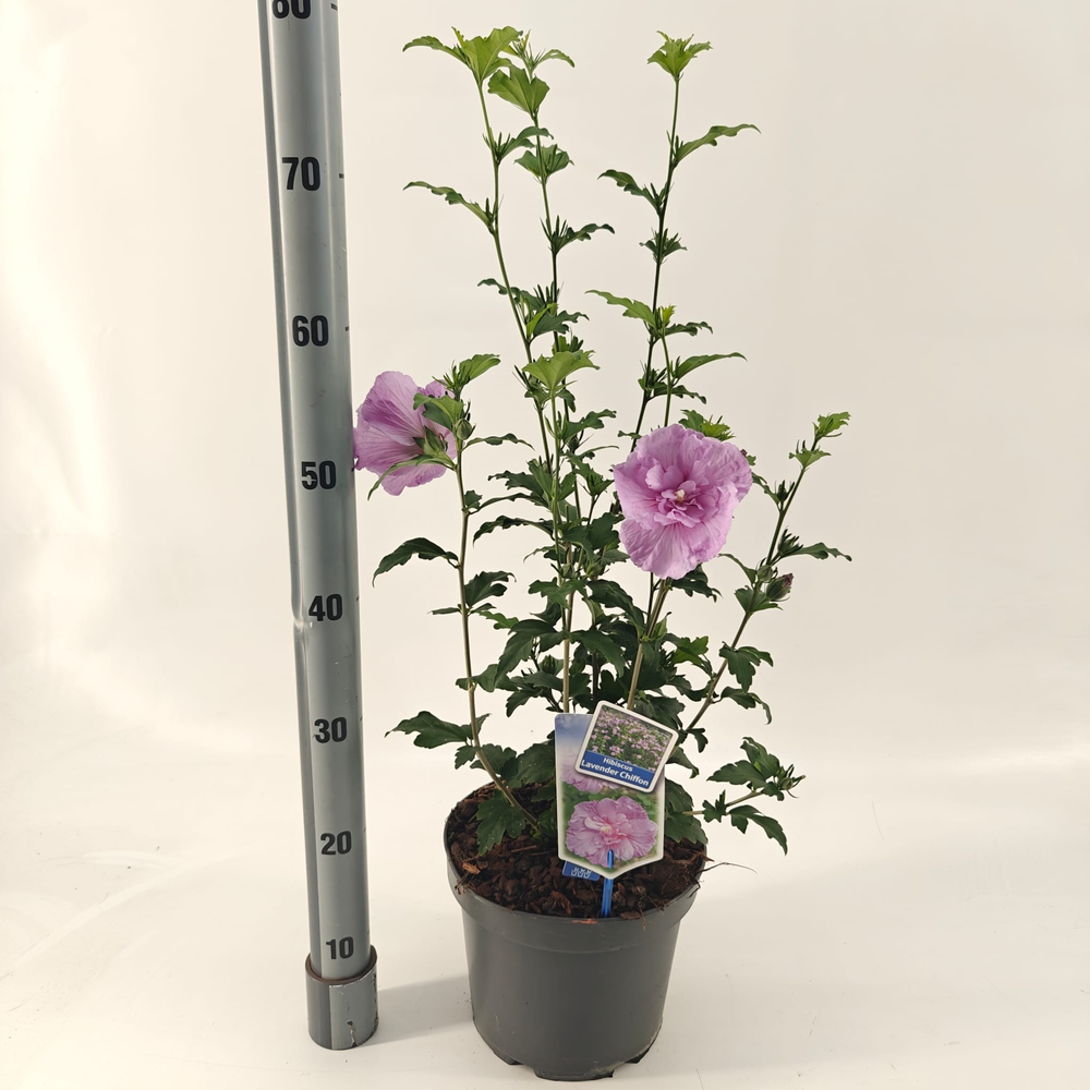 Hibiscus syriacus Lavender Chiffon ('Notwoodone'PB.