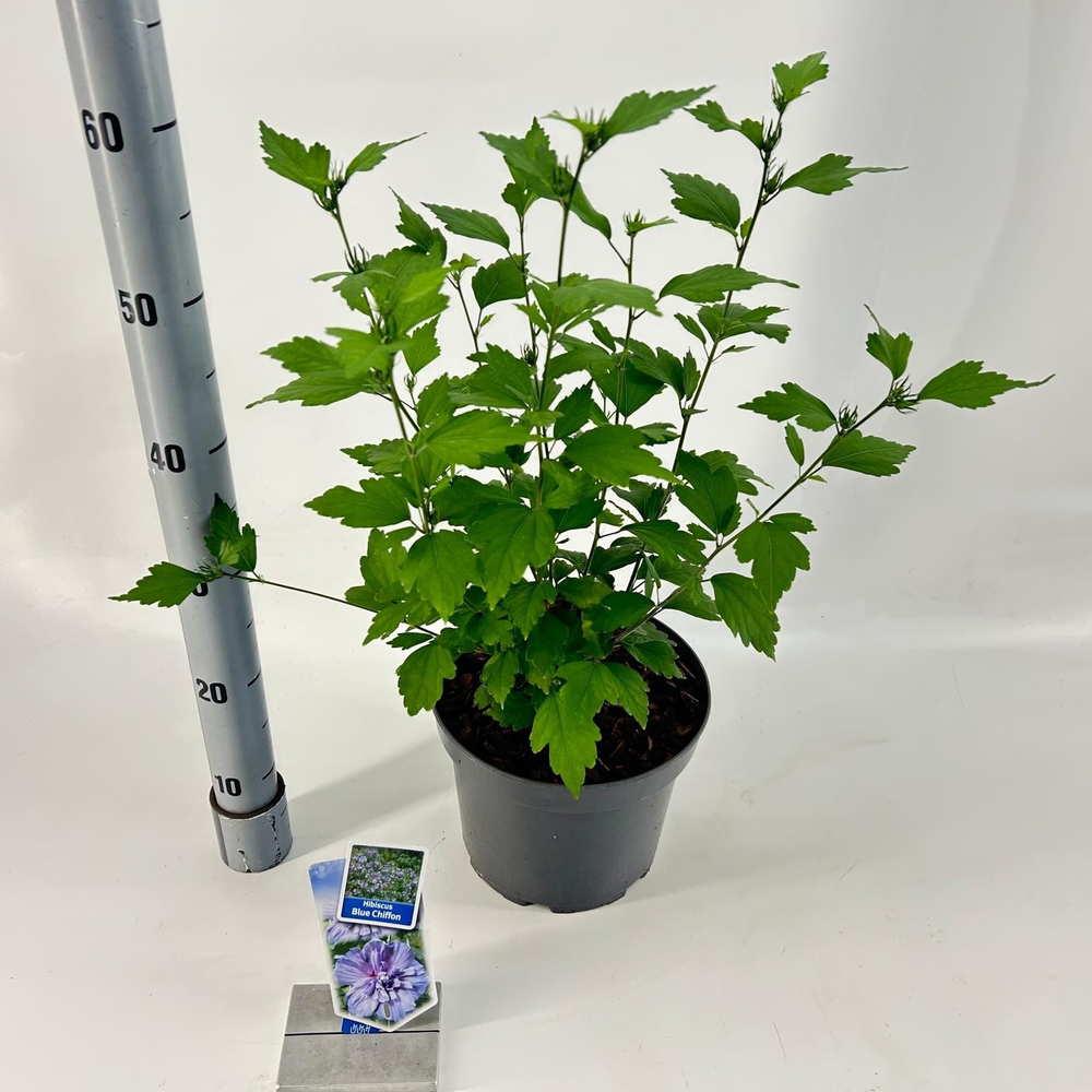 Hibiscus syriacus Blue Chiffon ('Notwood3'PBR).