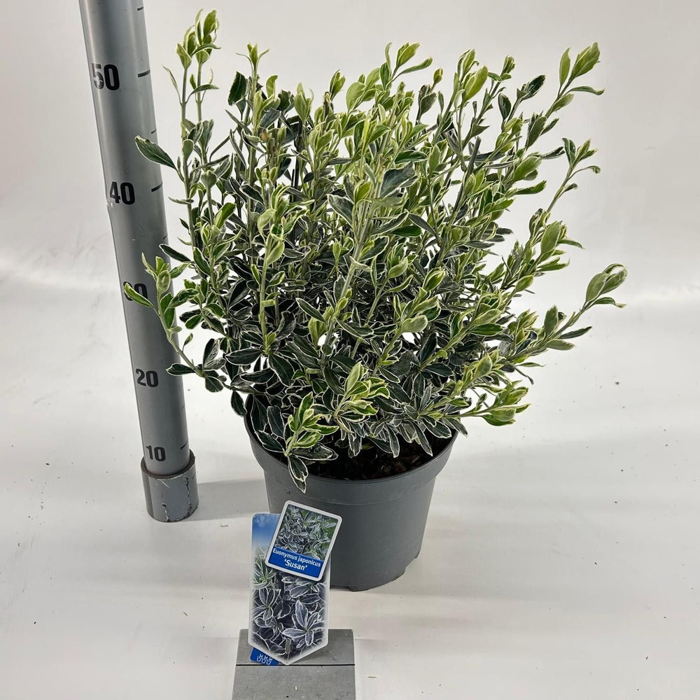 Euonymus jap. 'Susan'.