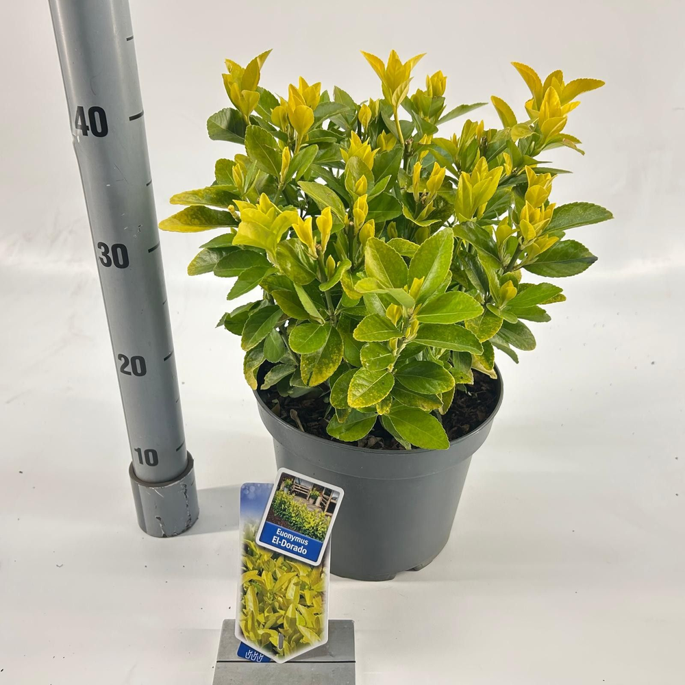 Euonymus jap. El-Dorado ('BR2012'PBR).