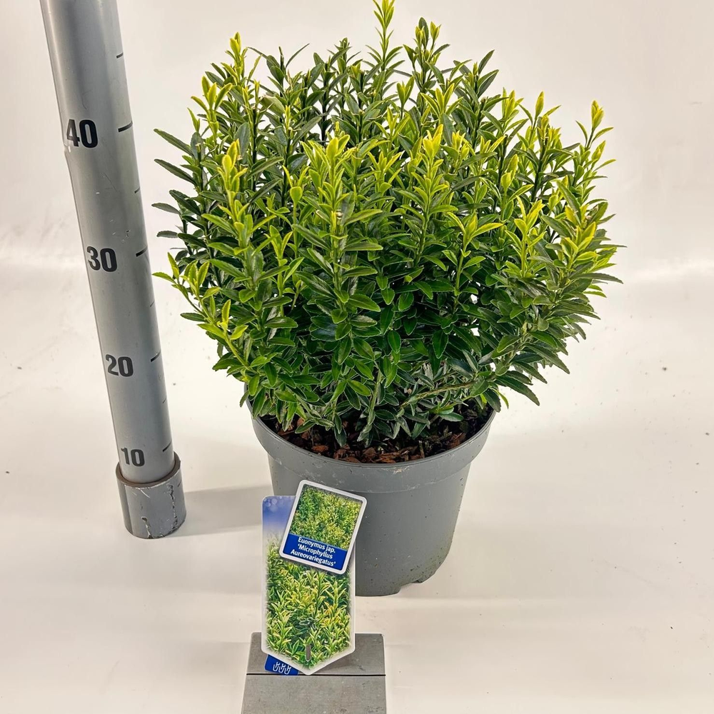 Euonymus jap. 'Micr. Aureovariegatus'.