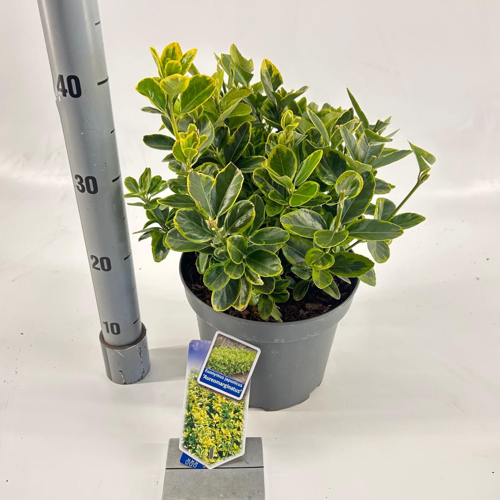 Euonymus jap. 'Aureomarginatus'.