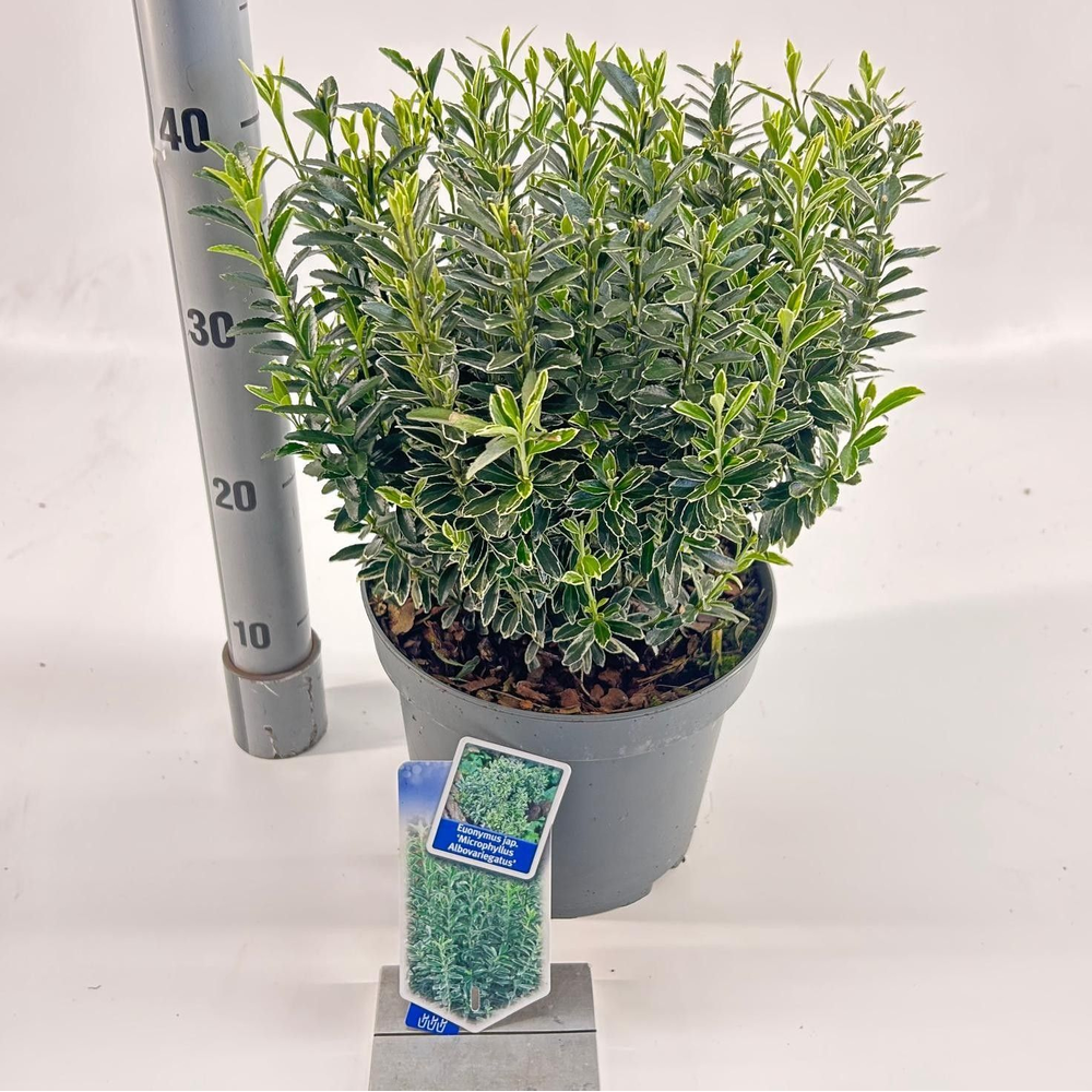 Euonymus jap. 'Micr. Albovariegatus'.