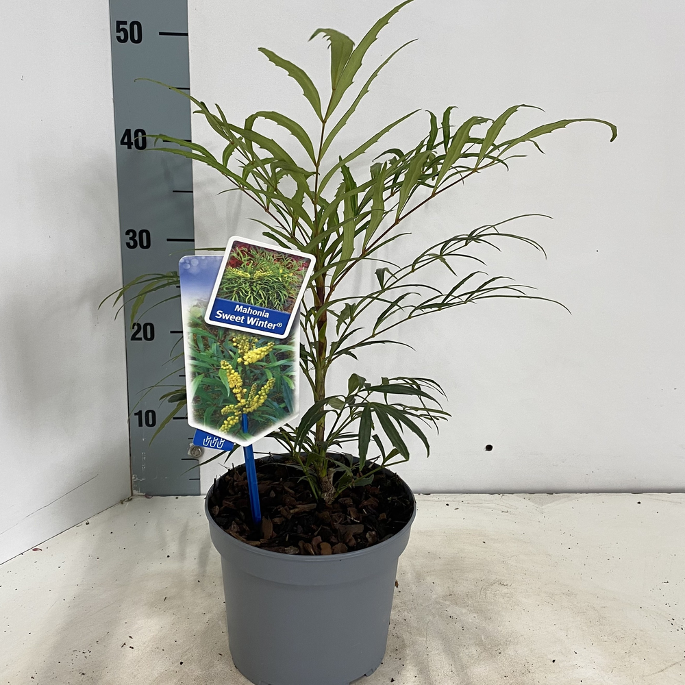 Mahonia Sweet Winter® ('Miniganpi'PBR).