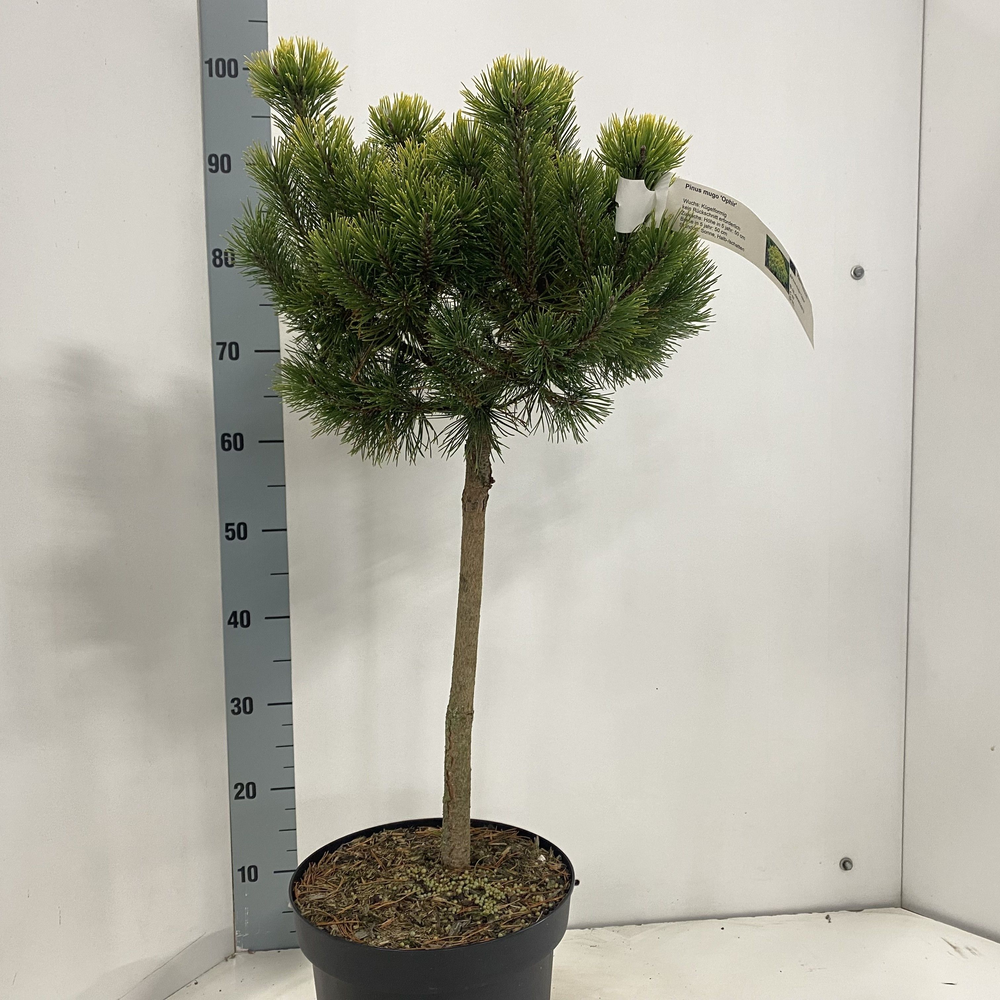 Pinus mugo 'Ophir' --stam 50 cm.