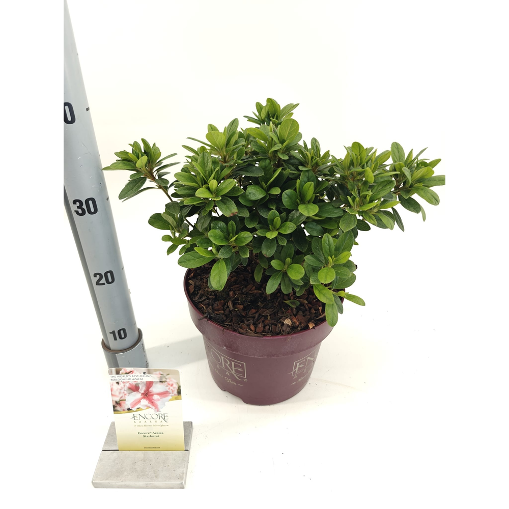 Rhododendron ENCORE® Autumn Starburst ('Robleze'PB.