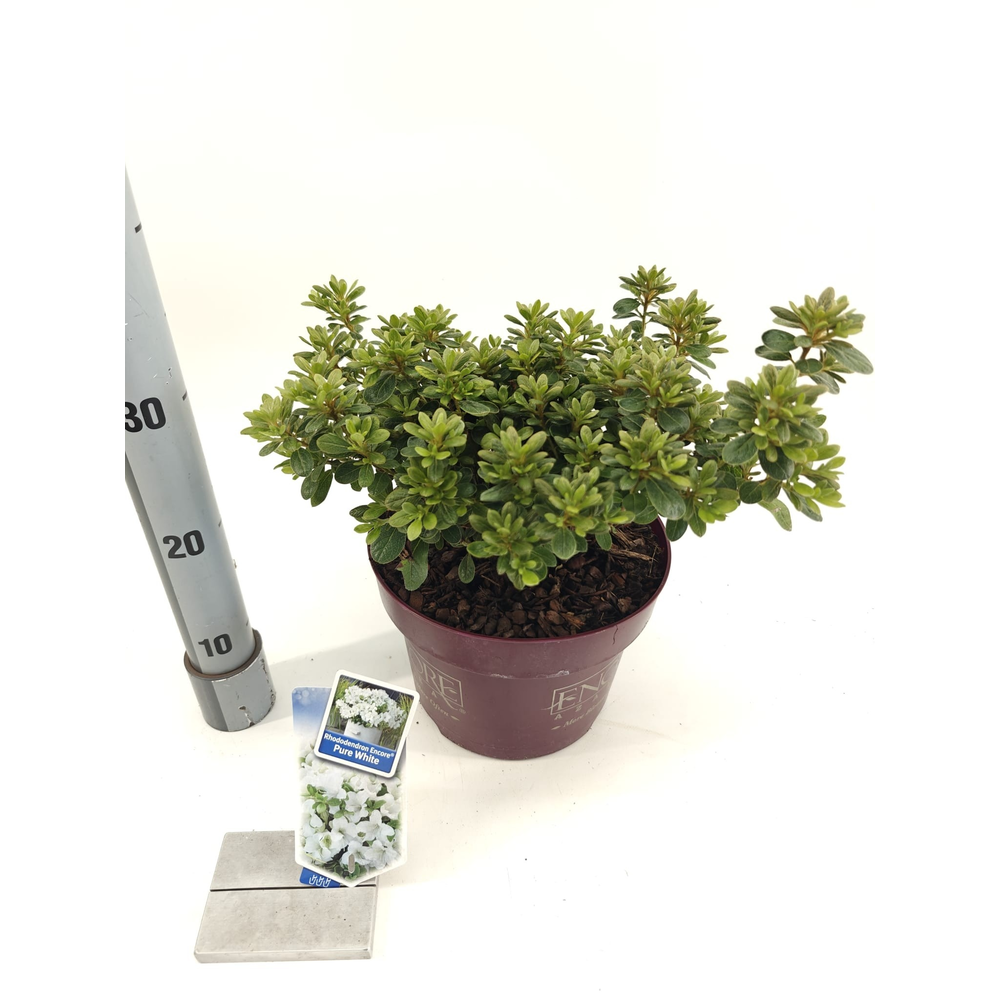Rhododendron ENCORE® Pure White ('Homlea'PBR).