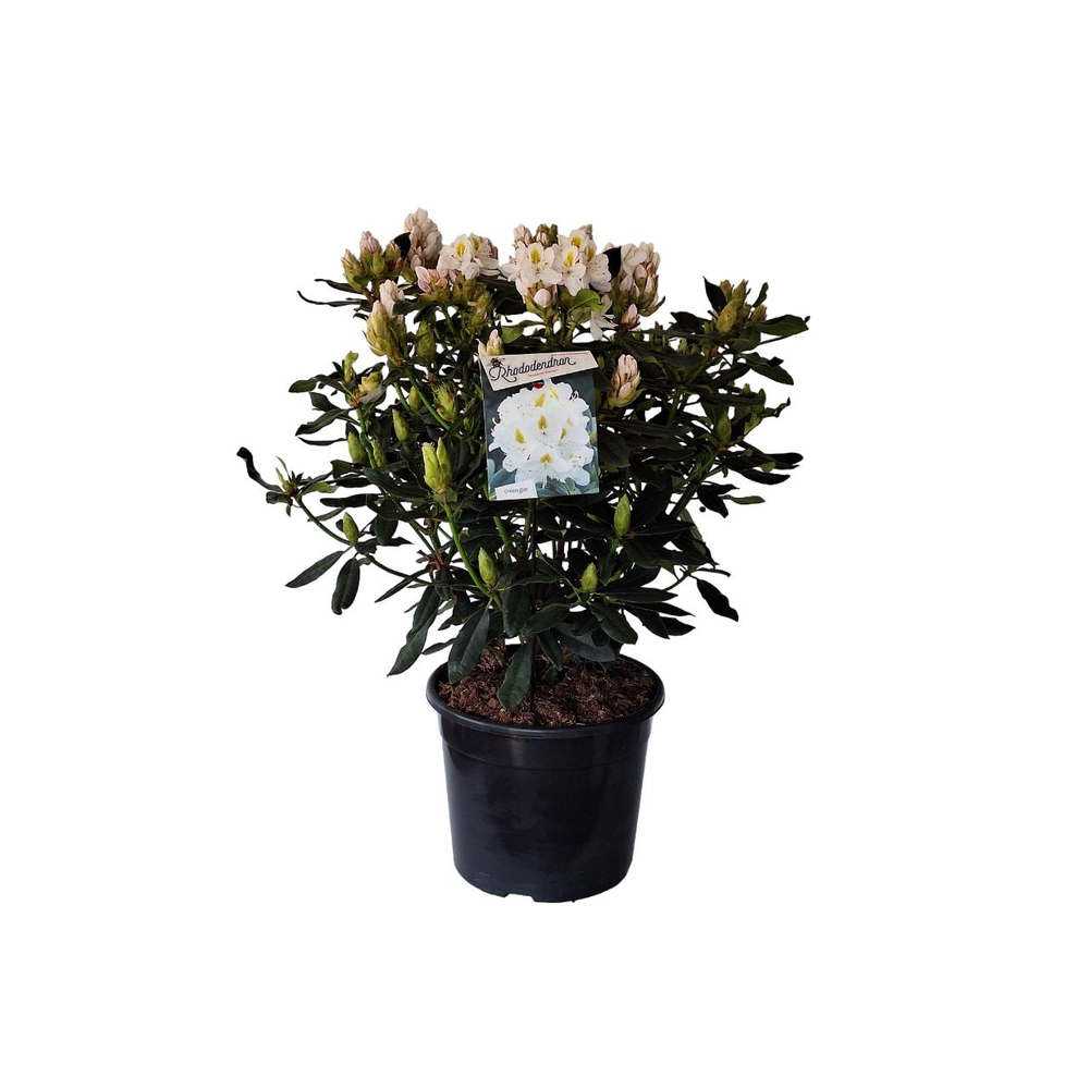 Rhododendron 'Madame Masson'.