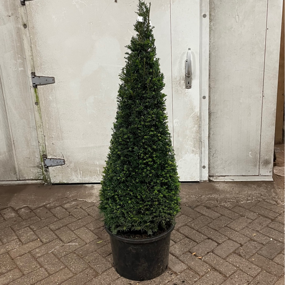 Taxus baccata --kegel 130-140 cm.