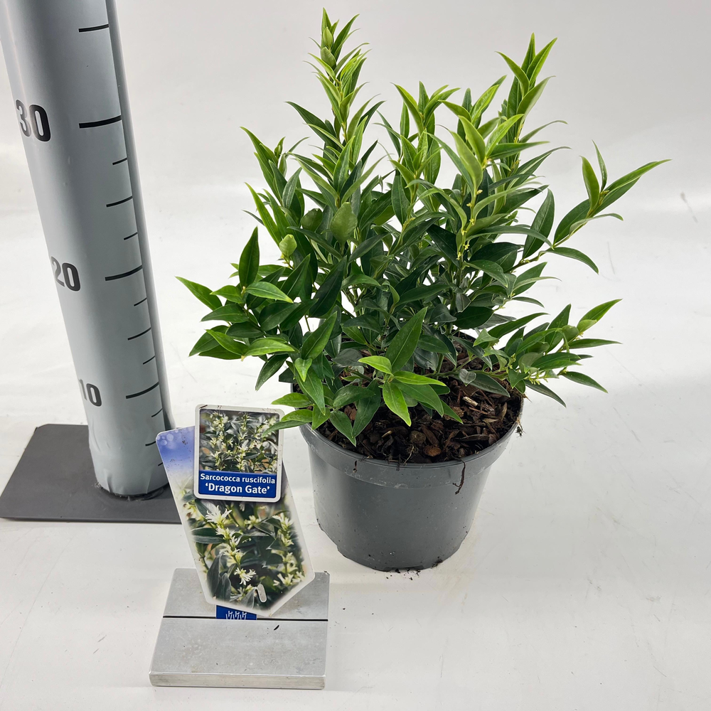 Sarcococca ruscifolia 'Dragon Gate'.