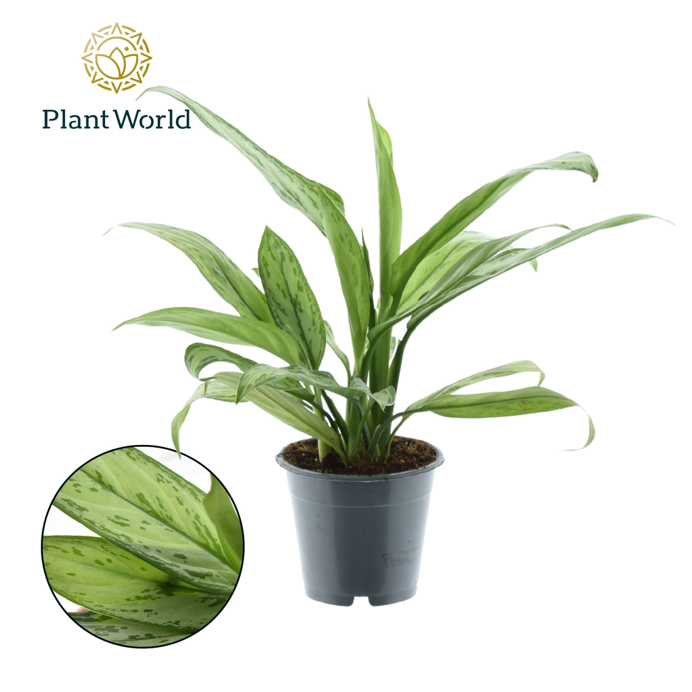 Aglaonema Silver Queen (Decorum).