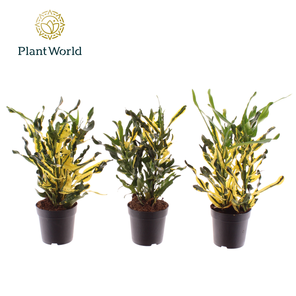 Croton Pictum kopstek 7 cm.