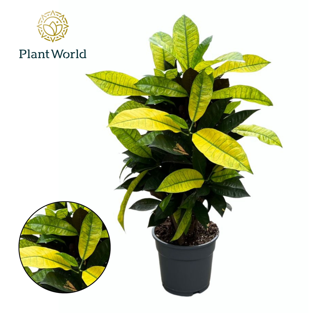 Croton Mrs. Iceton vertakt (Decorum).