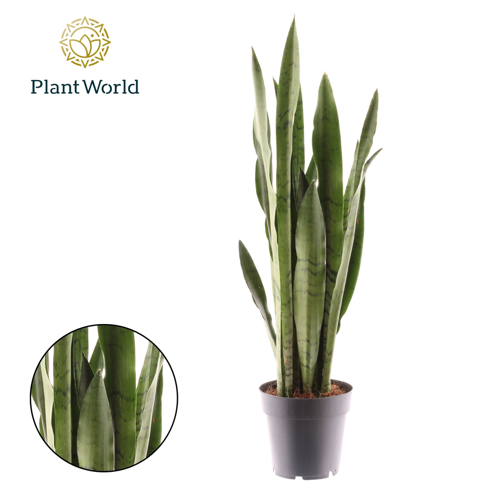 Sansevieria Spearmint.