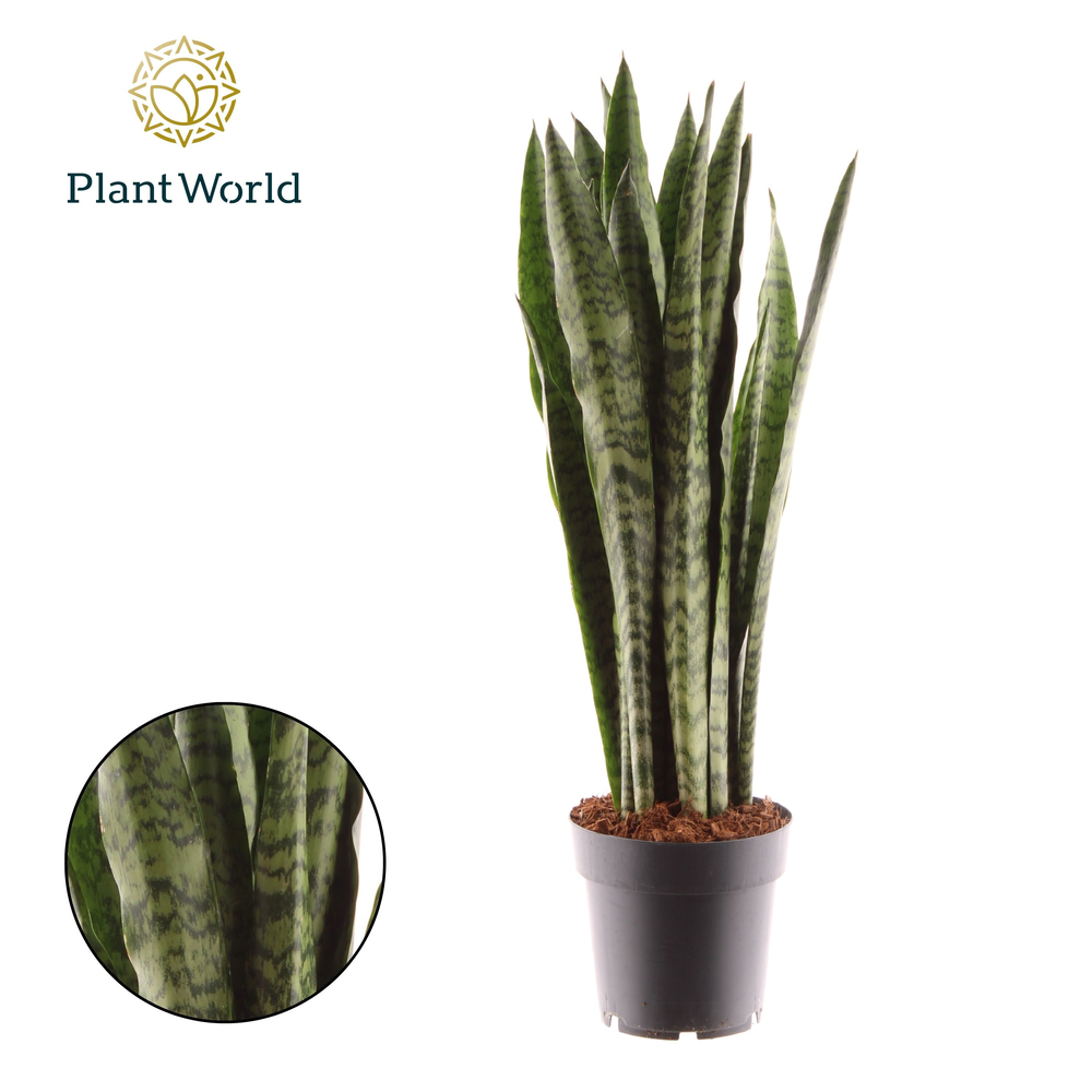 Sansevieria Zeylanica.