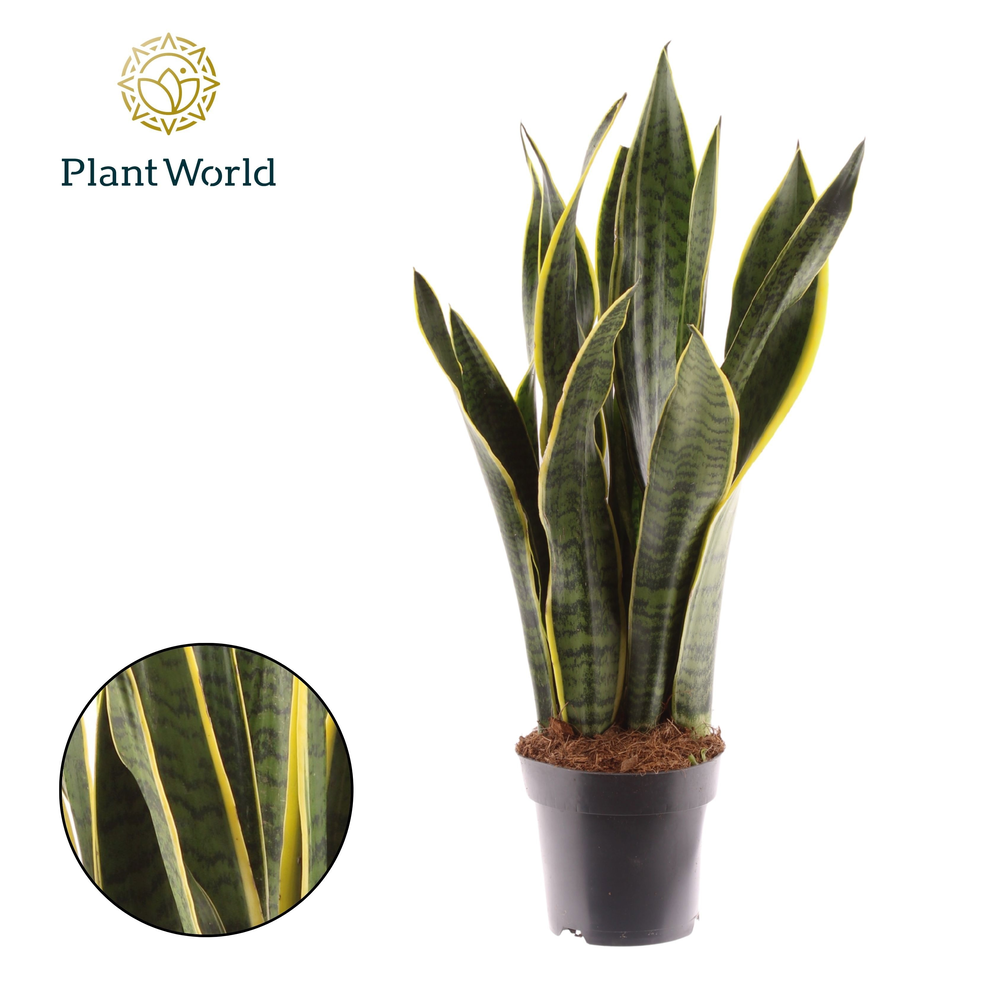 Sansevieria Laurentii XL.