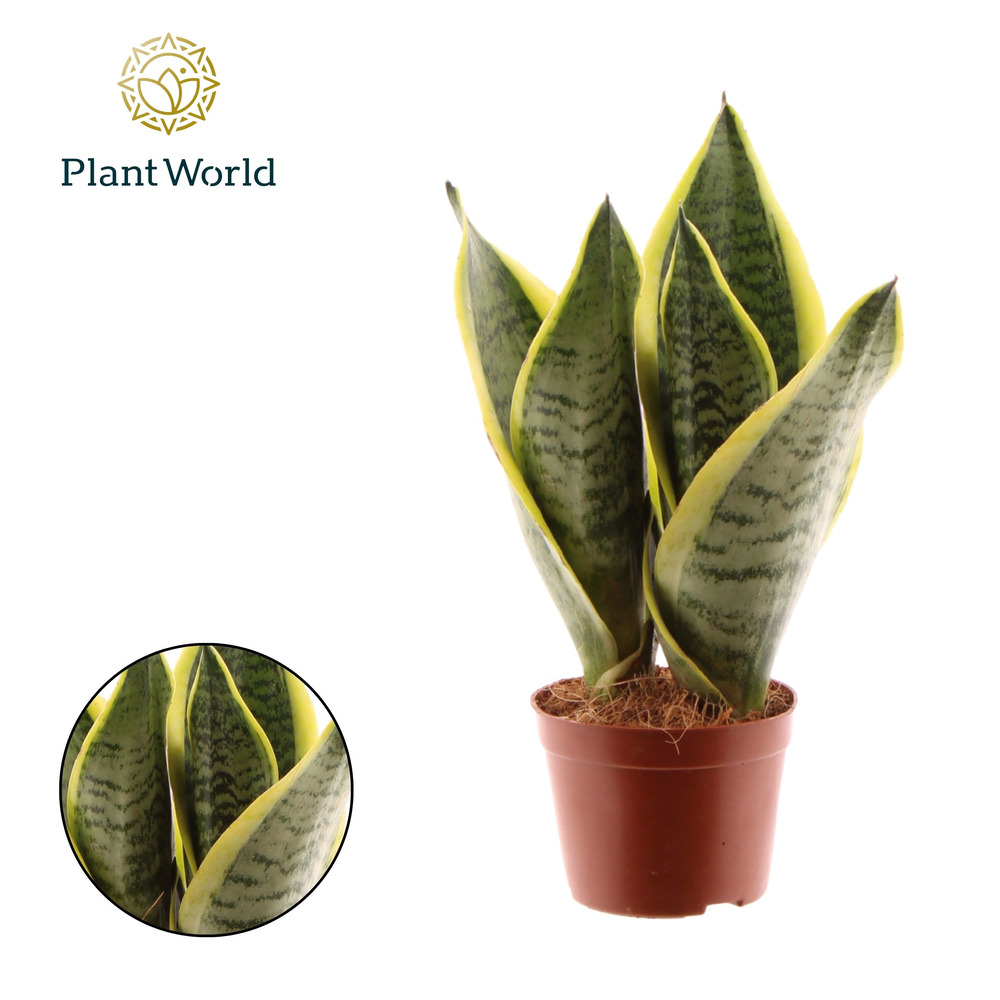 Sansevieria Futura Superba 3 PP (Decorum).