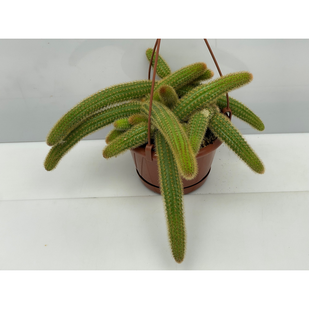 Cleistocactus gele katestaart winteri.