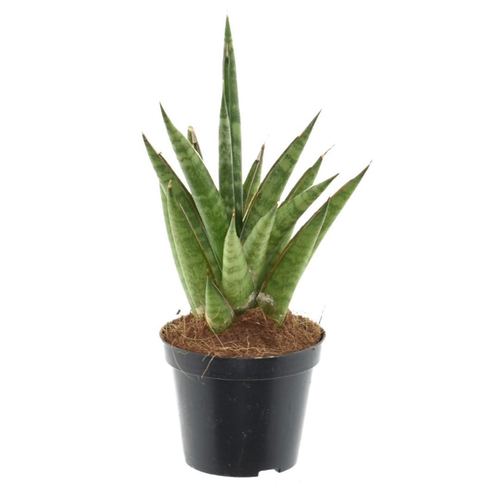 Sansevieria 'Starshooter' P10,5.