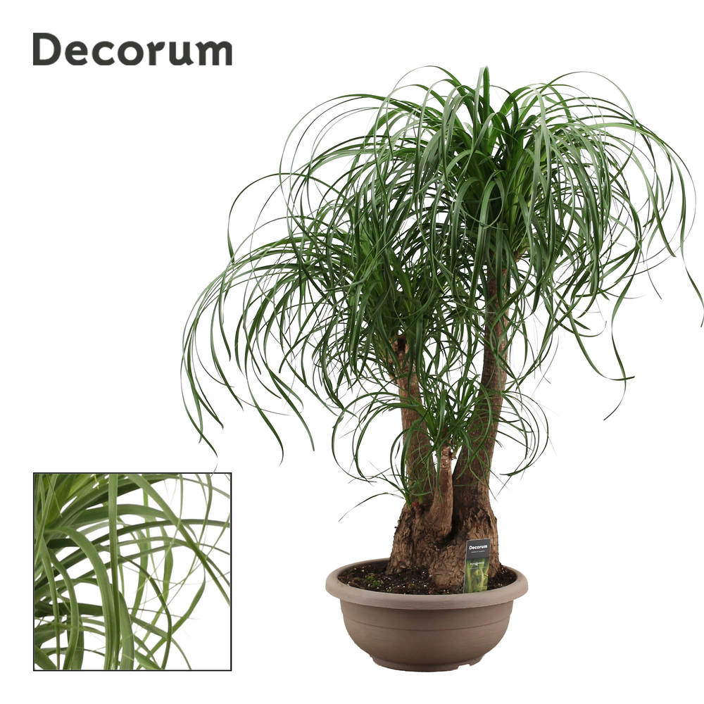 Beaucarnea vertakt 35 cm (Decorum).