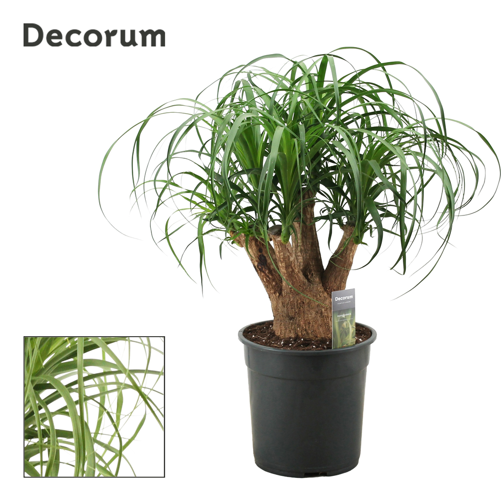 Beaucarnea vertakt 24 cm (Decorum).
