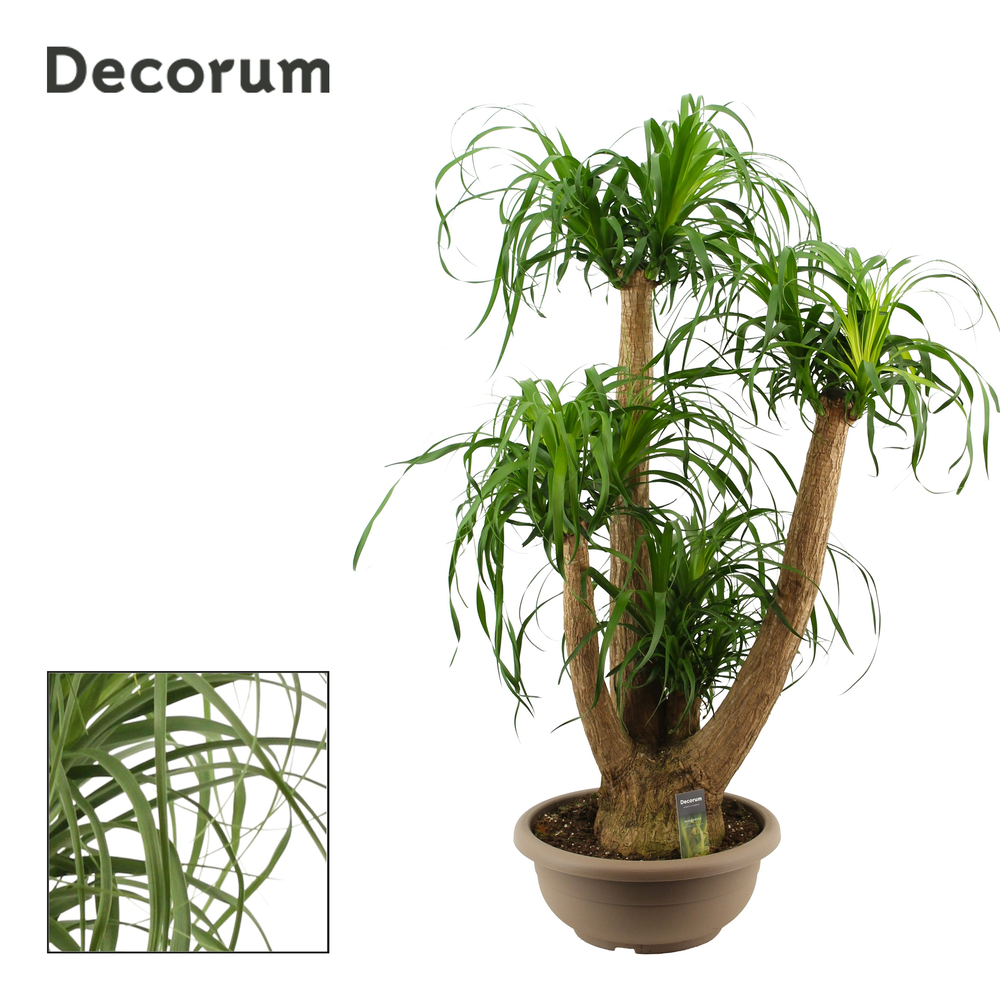 Beaucarnea vertakt 40 cm (Decorum).