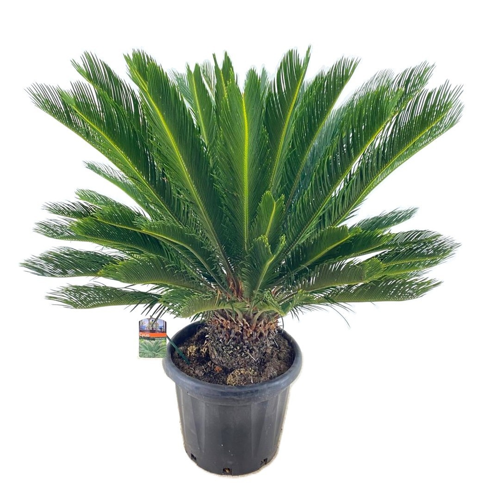 Cycas revoluta.