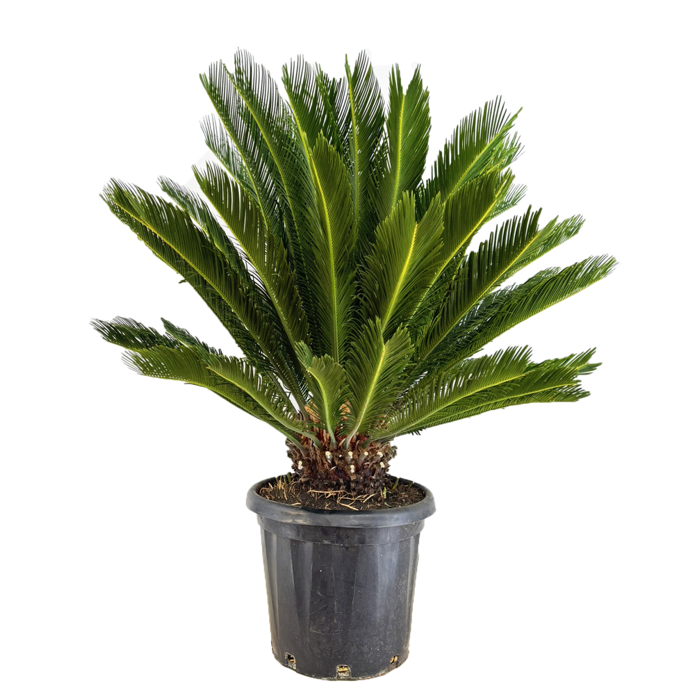 Cycas revoluta.