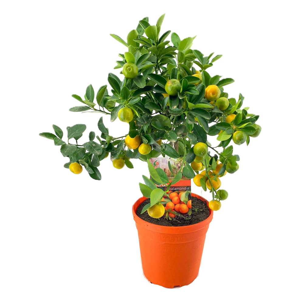 Citrus calamondin.