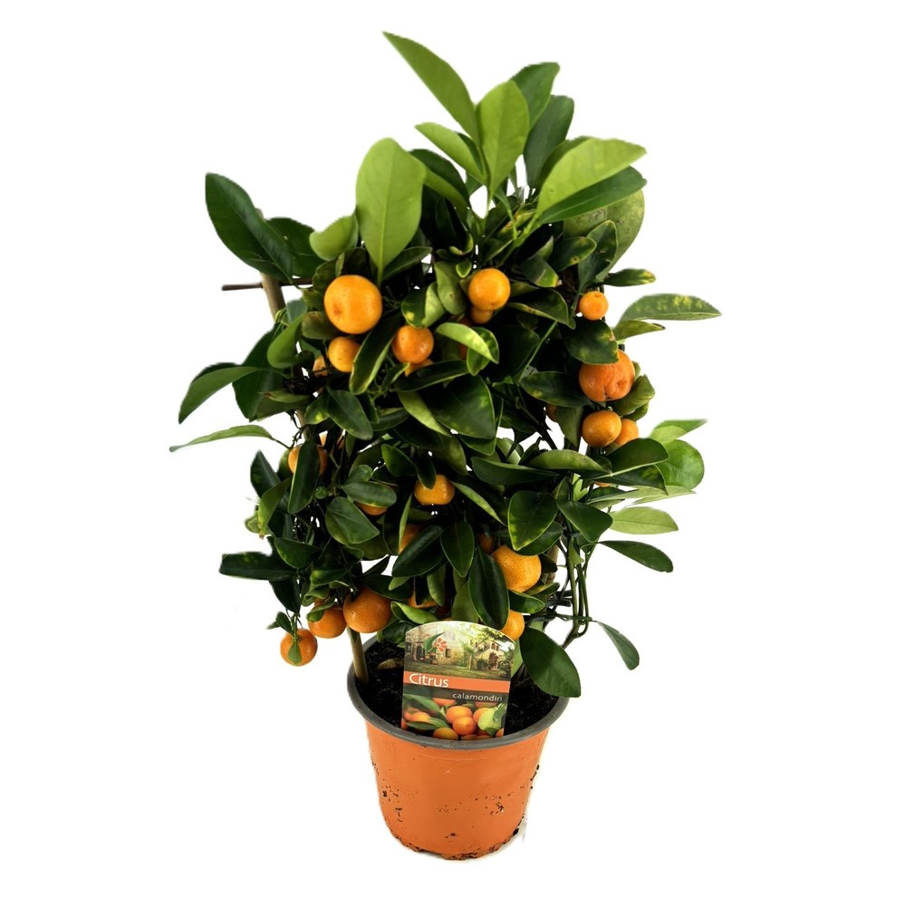 Citrus calamondin.