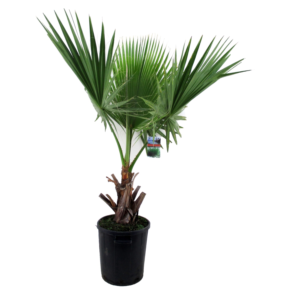 Washingtonia robusta.