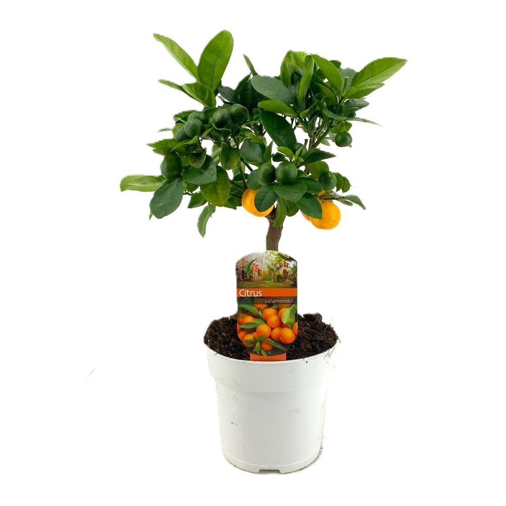 Citrus calamondin.