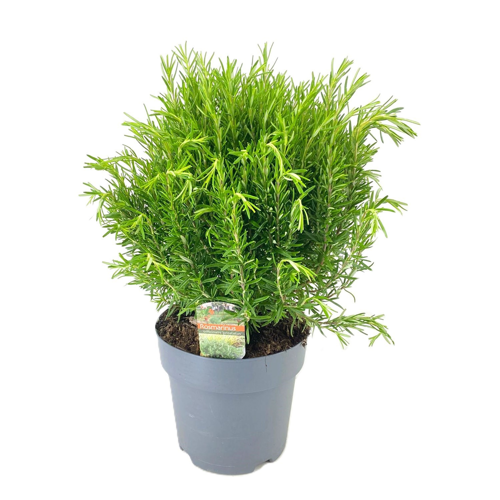 Rosmarinus officinalis.