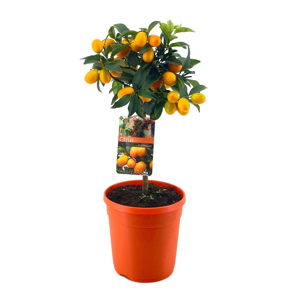 Citrus kumquat.