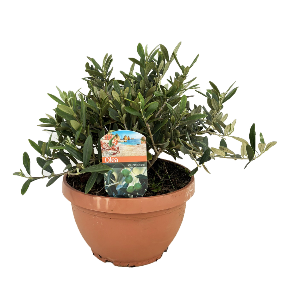 Olea europaea.