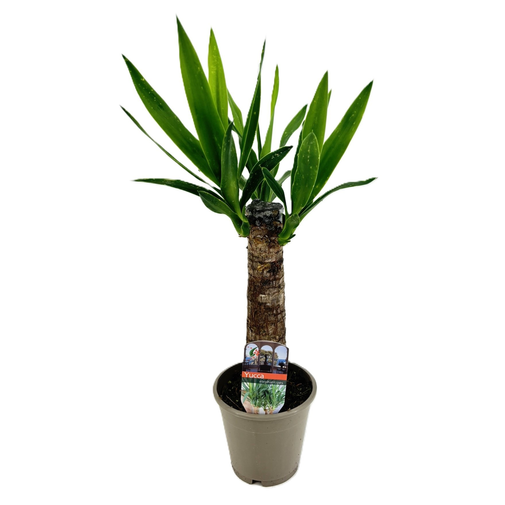 Yucca elephantipes 25cm.
