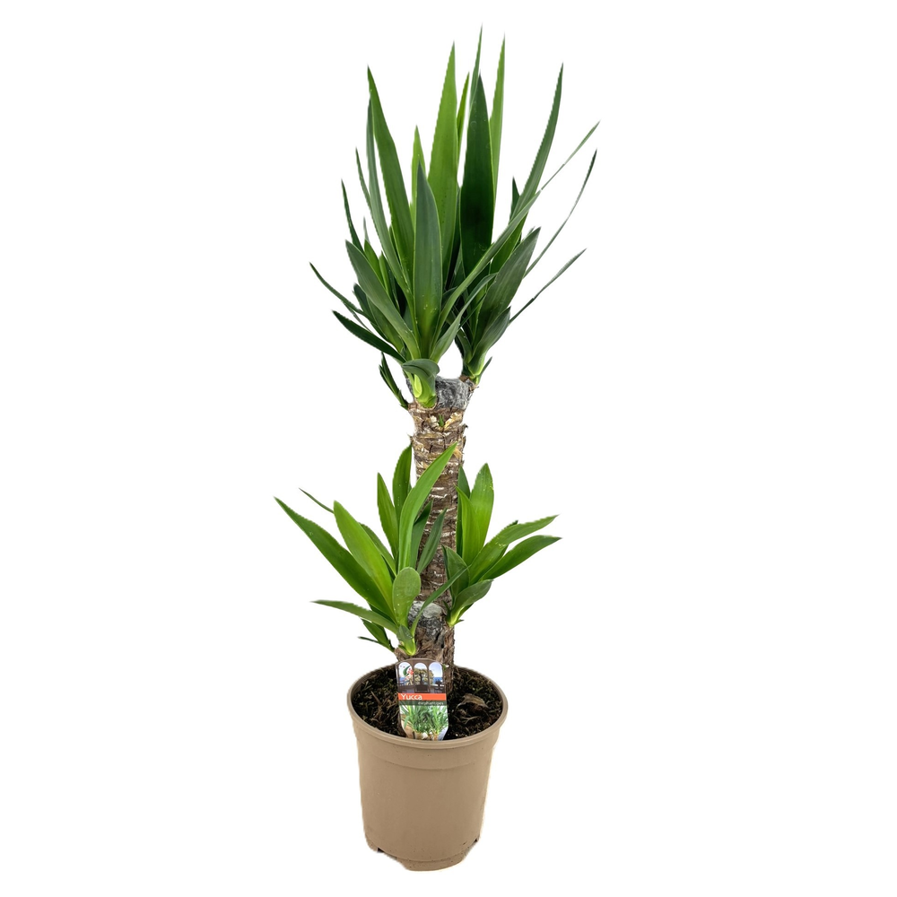 Yucca elephantipes 45-20.