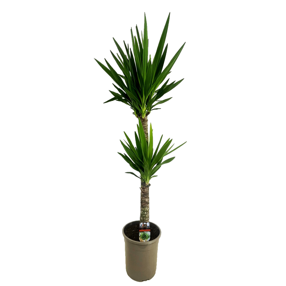 Yucca elephantipes 90-45.