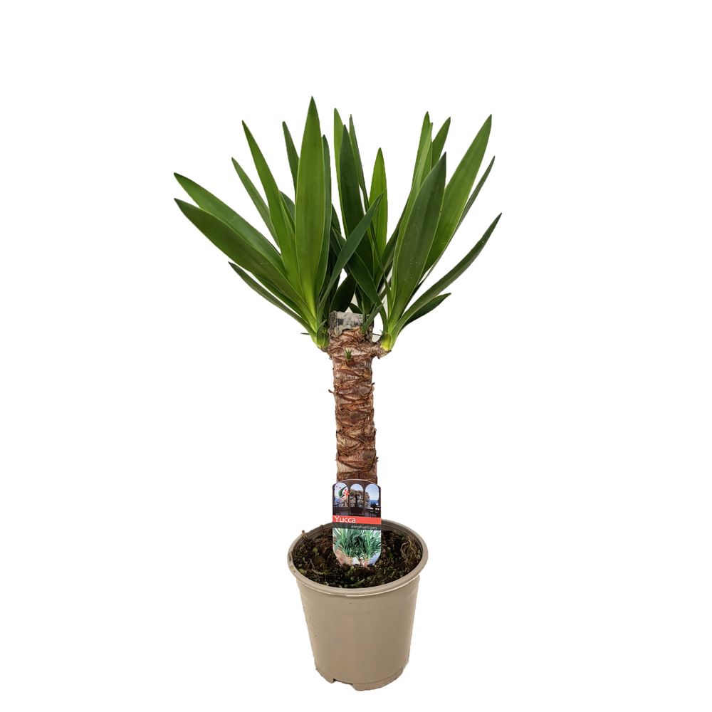 Yucca elephantipes 30cm.