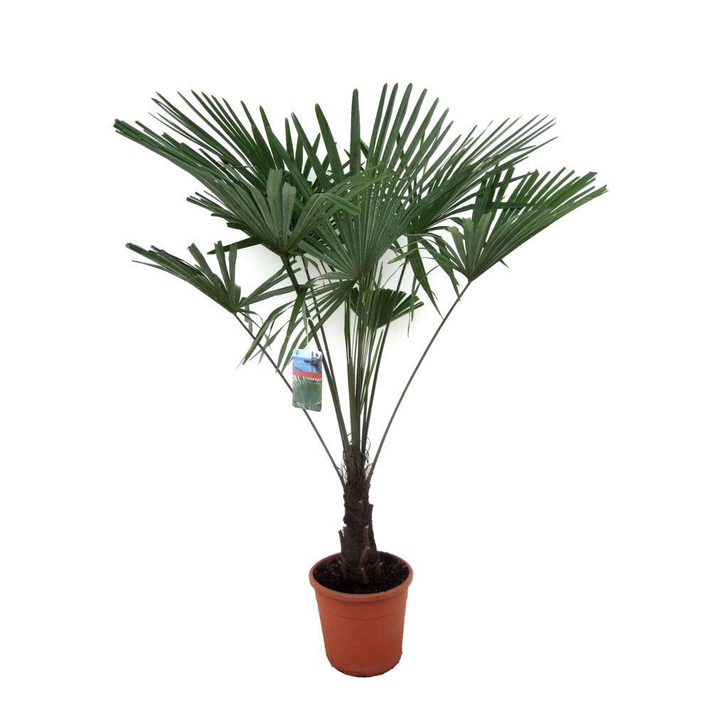 Trachycarpus fortunei.