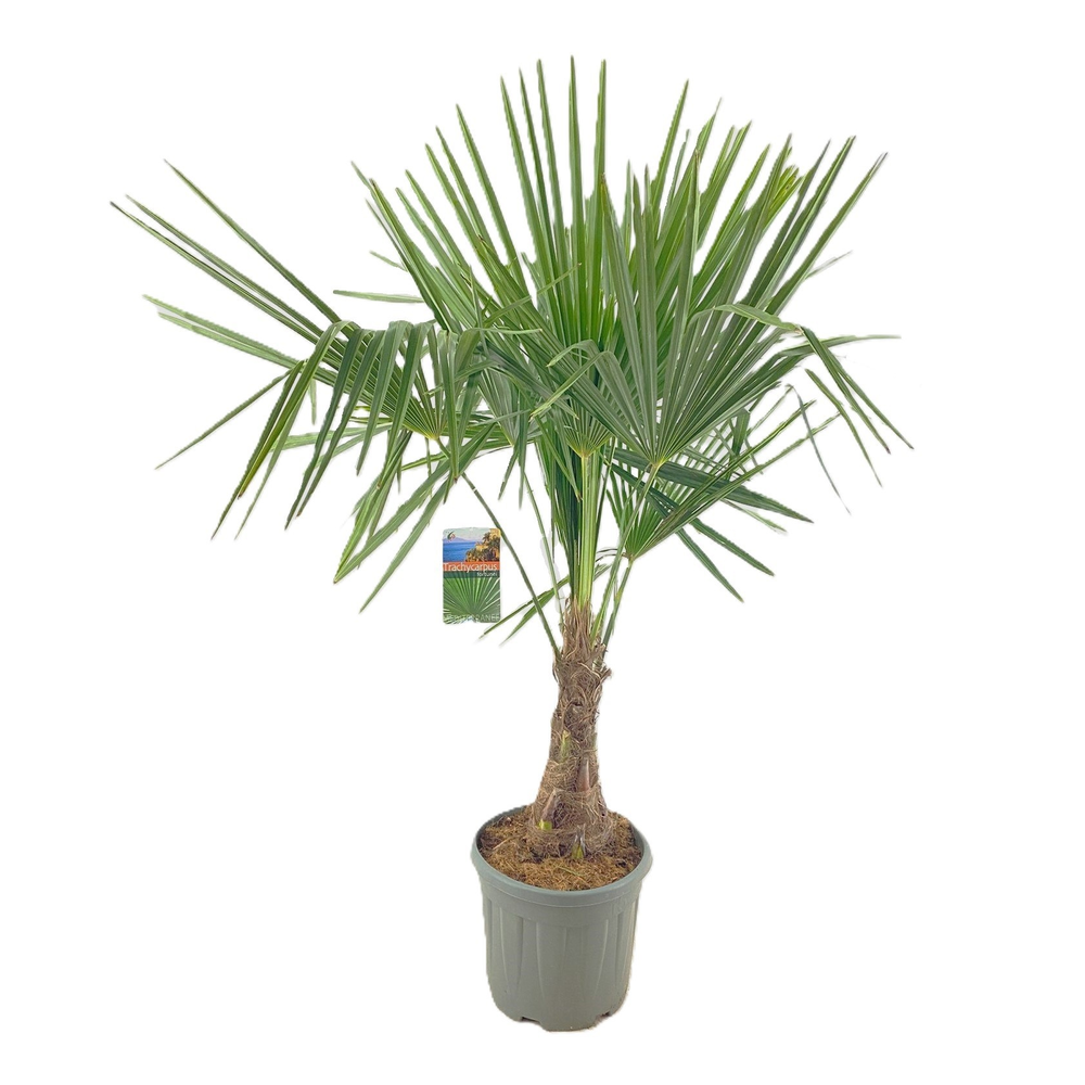 Trachycarpus fortunei.