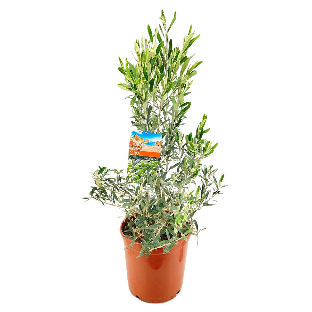 Olea europaea.