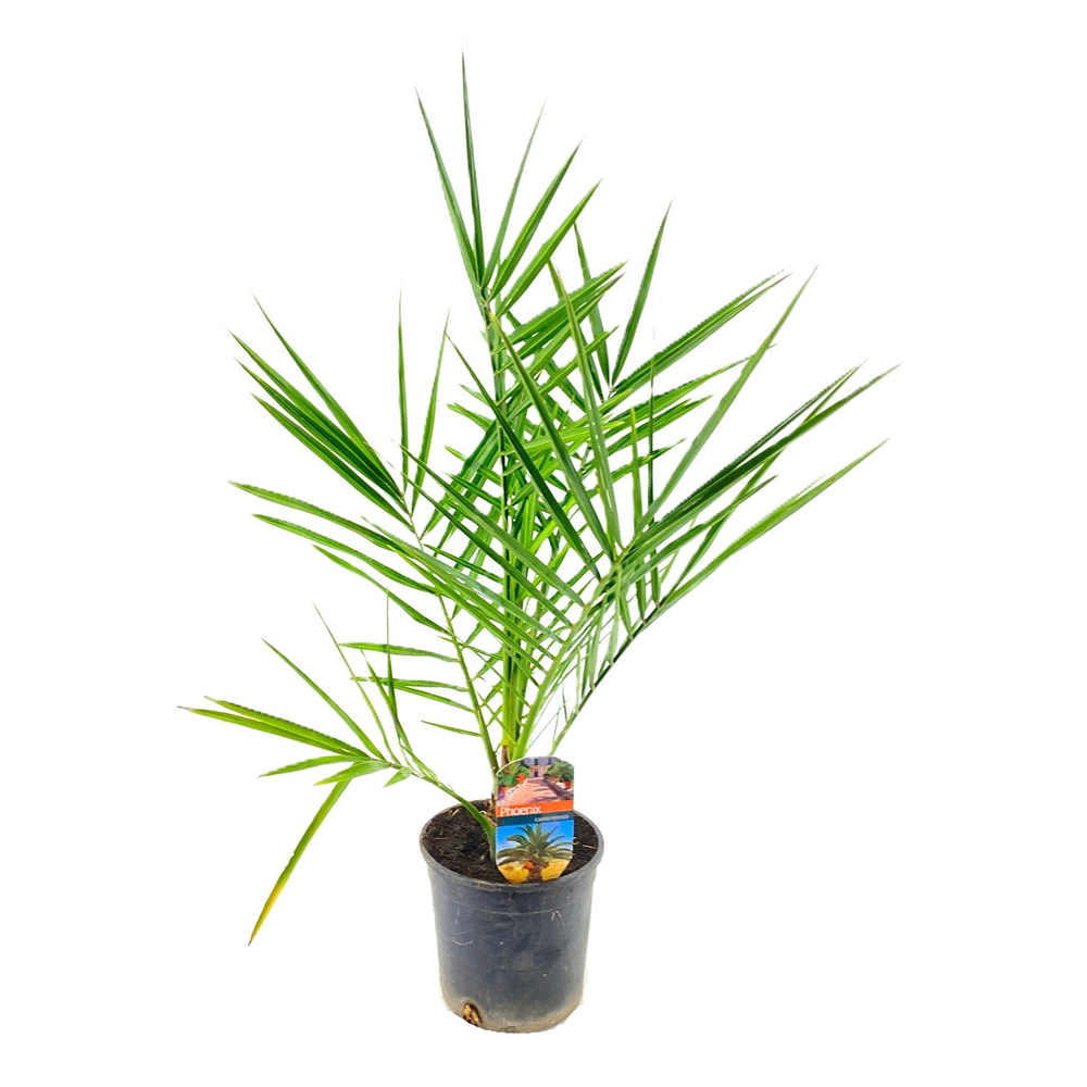 Phoenix canariensis.