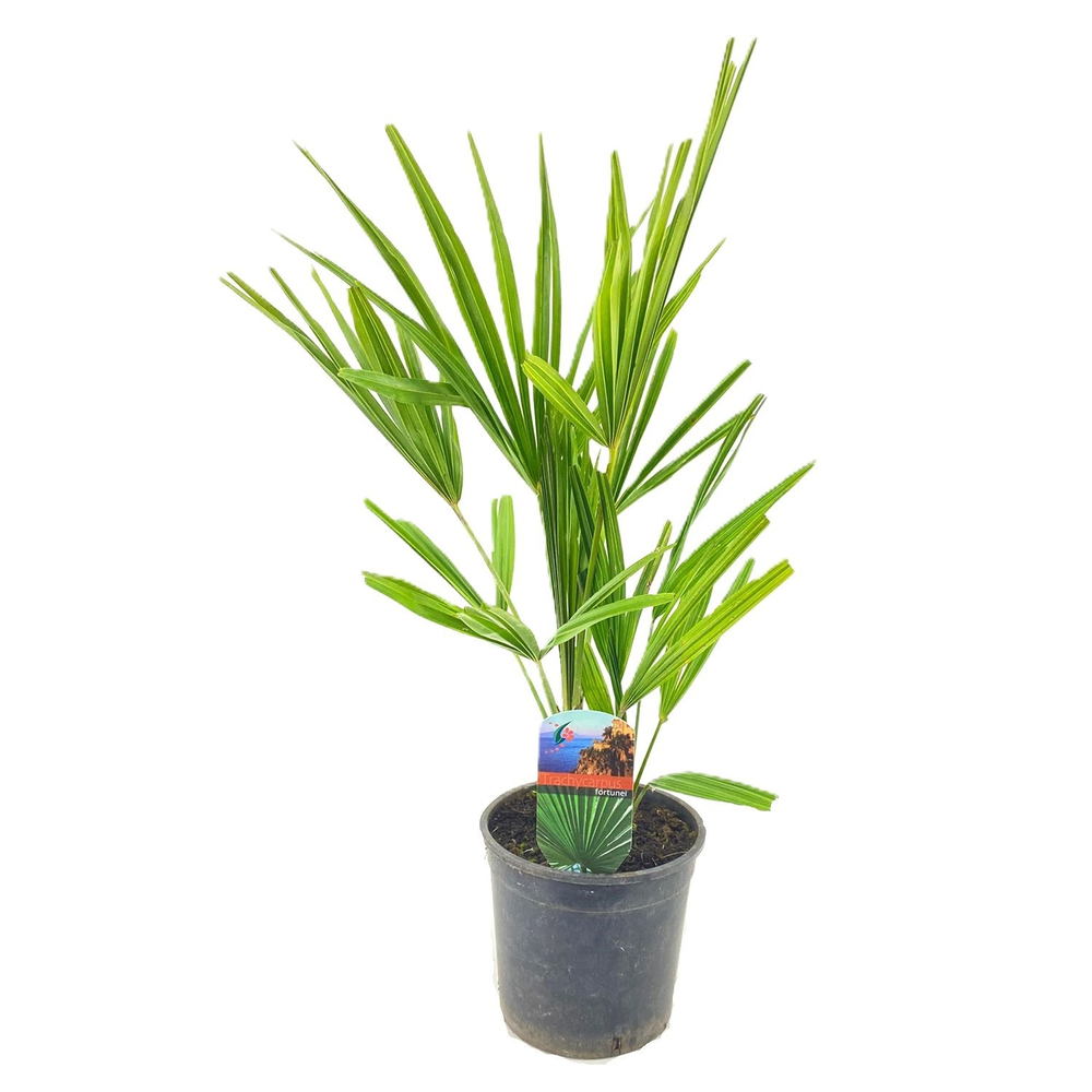 Trachycarpus fortunei.