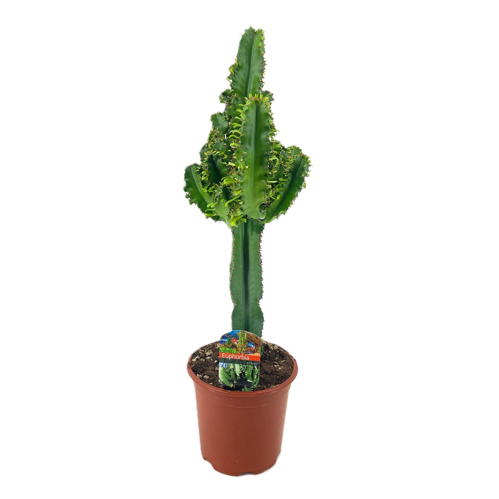 Euphorbia eritrea.